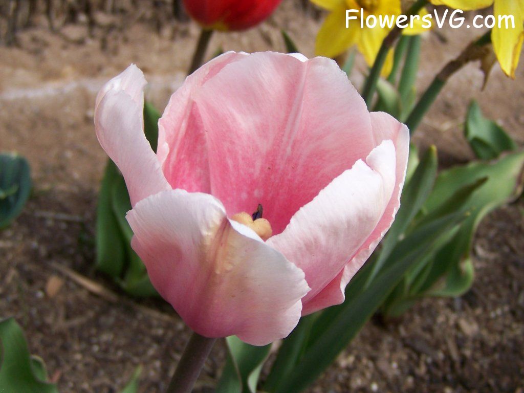tulip flower Photo abflowers2543.jpg
