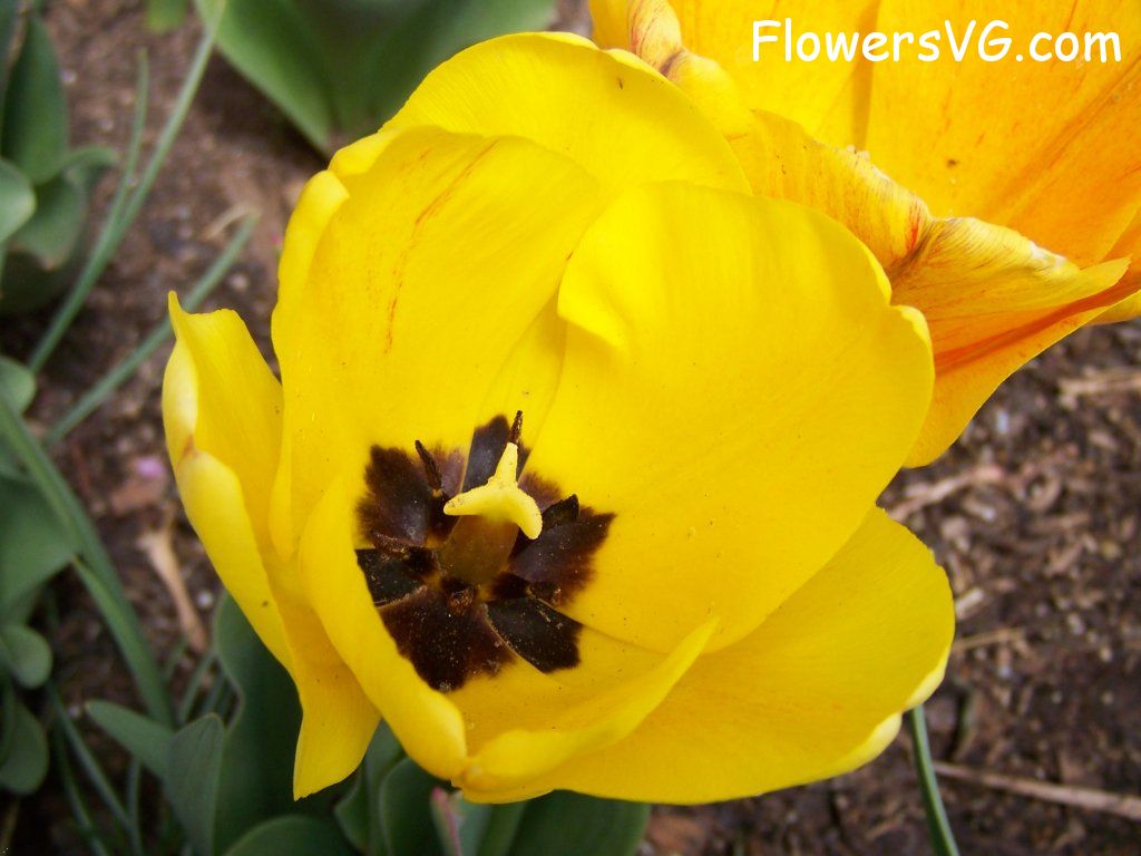 tulip flower Photo abflowers2544.jpg