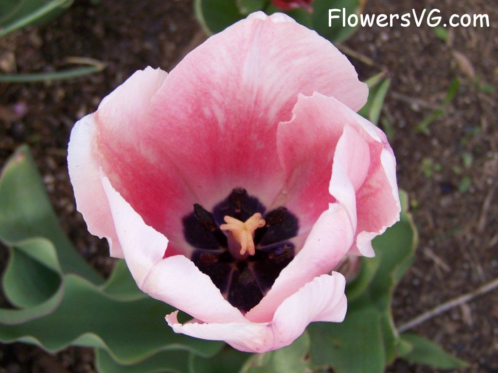 tulip flower Photo abflowers2545.jpg