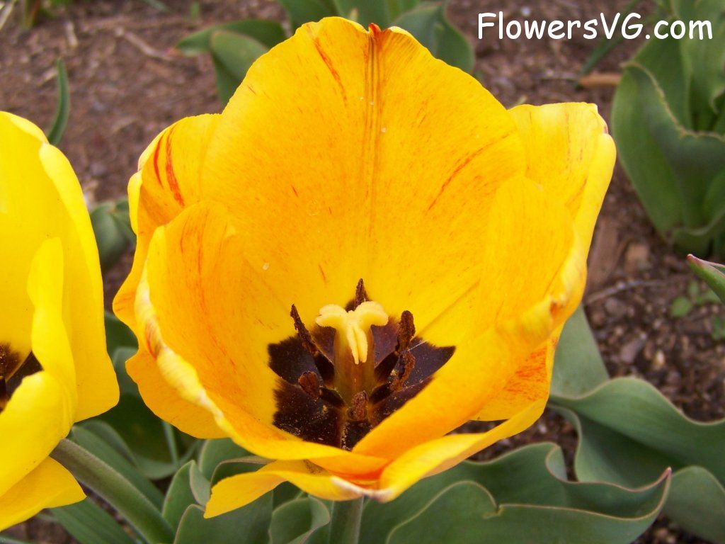 tulip flower Photo abflowers2546.jpg