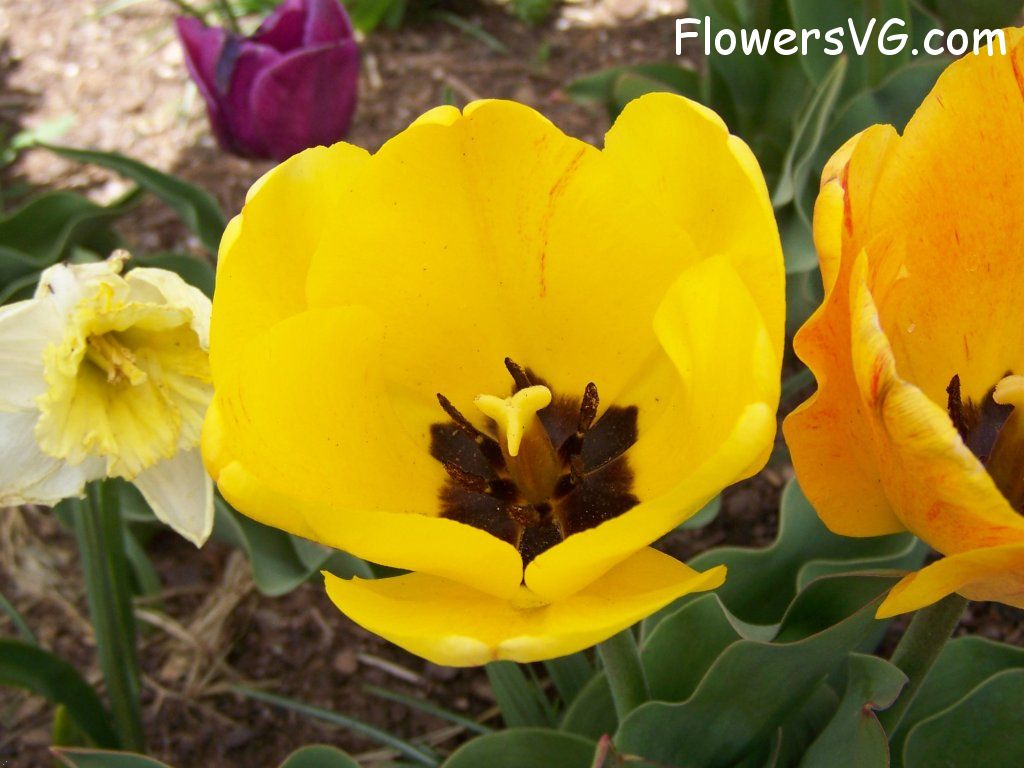 tulip flower Photo abflowers2547.jpg