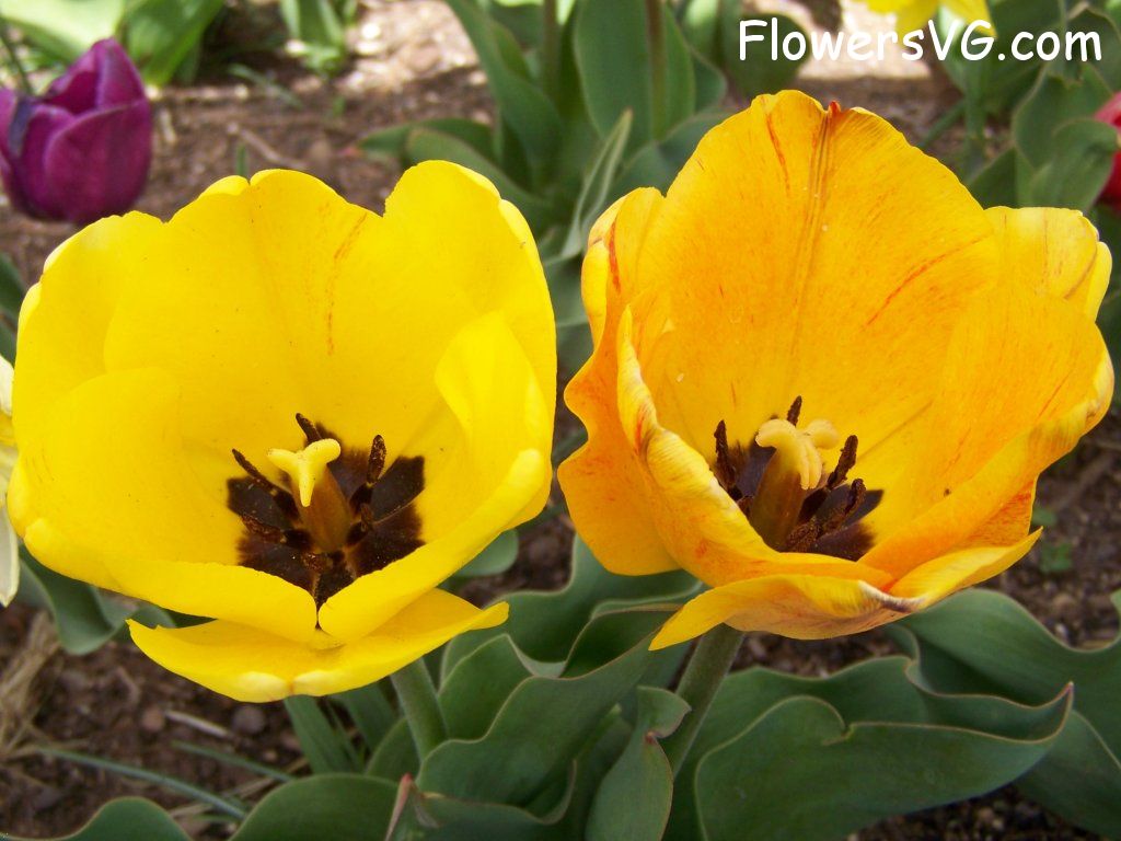 tulip flower Photo abflowers2548.jpg