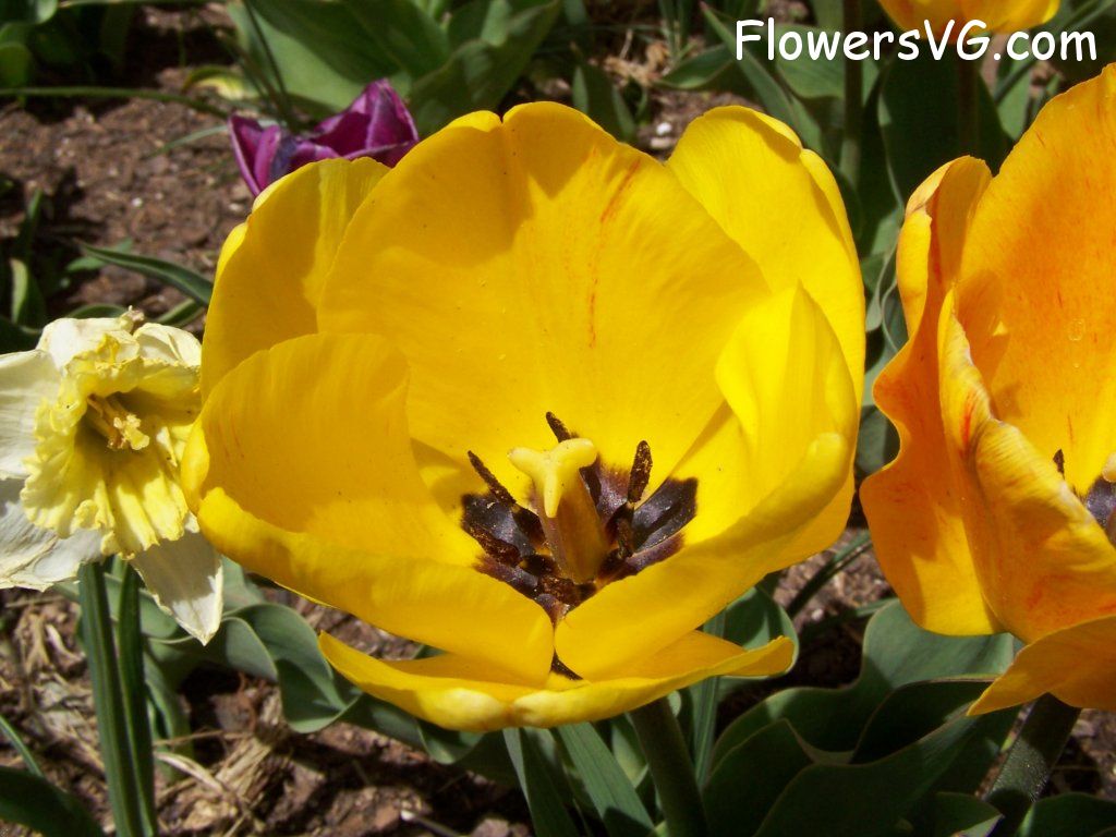 tulip flower Photo abflowers2550.jpg