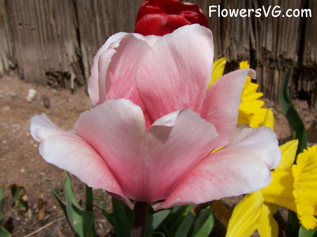 tulip flower Photo abflowers2552.jpg