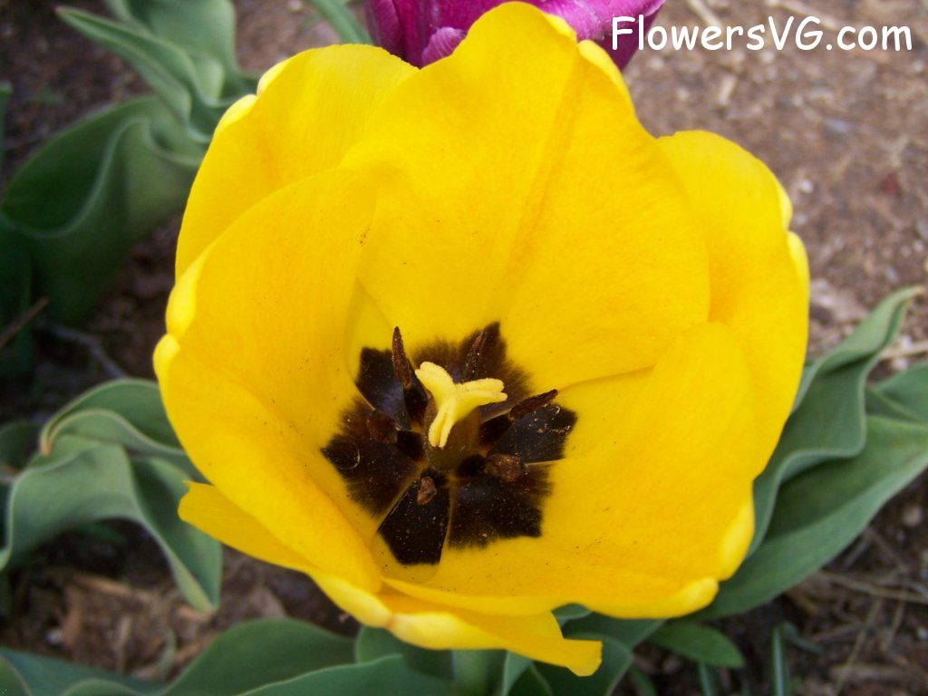 tulip flower Photo abflowers2553.jpg