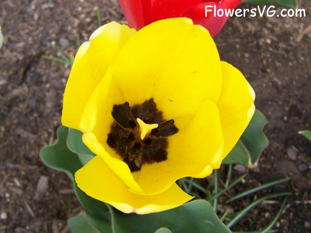 tulip flower Photo abflowers2554.jpg