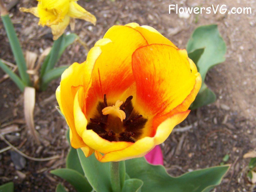 tulip flower Photo abflowers2555.jpg