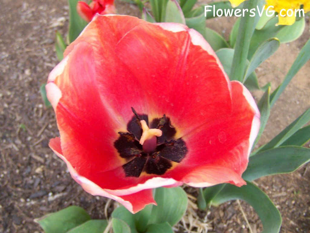 tulip flower Photo abflowers2556.jpg