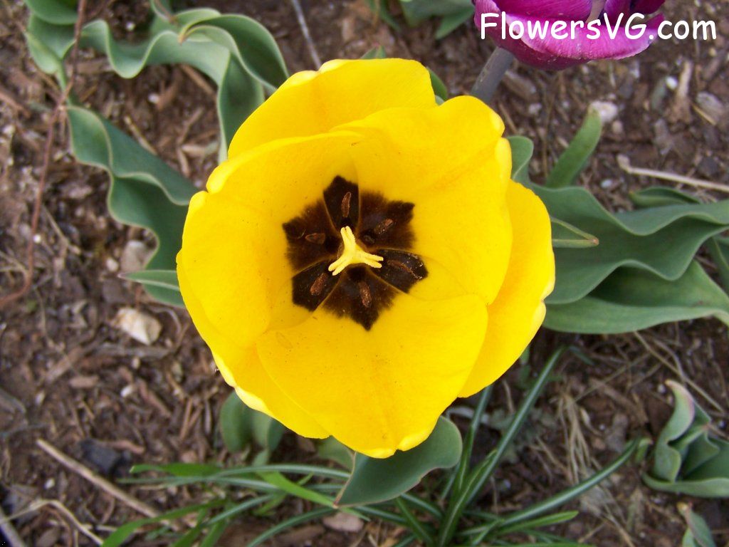 tulip flower Photo abflowers2557.jpg