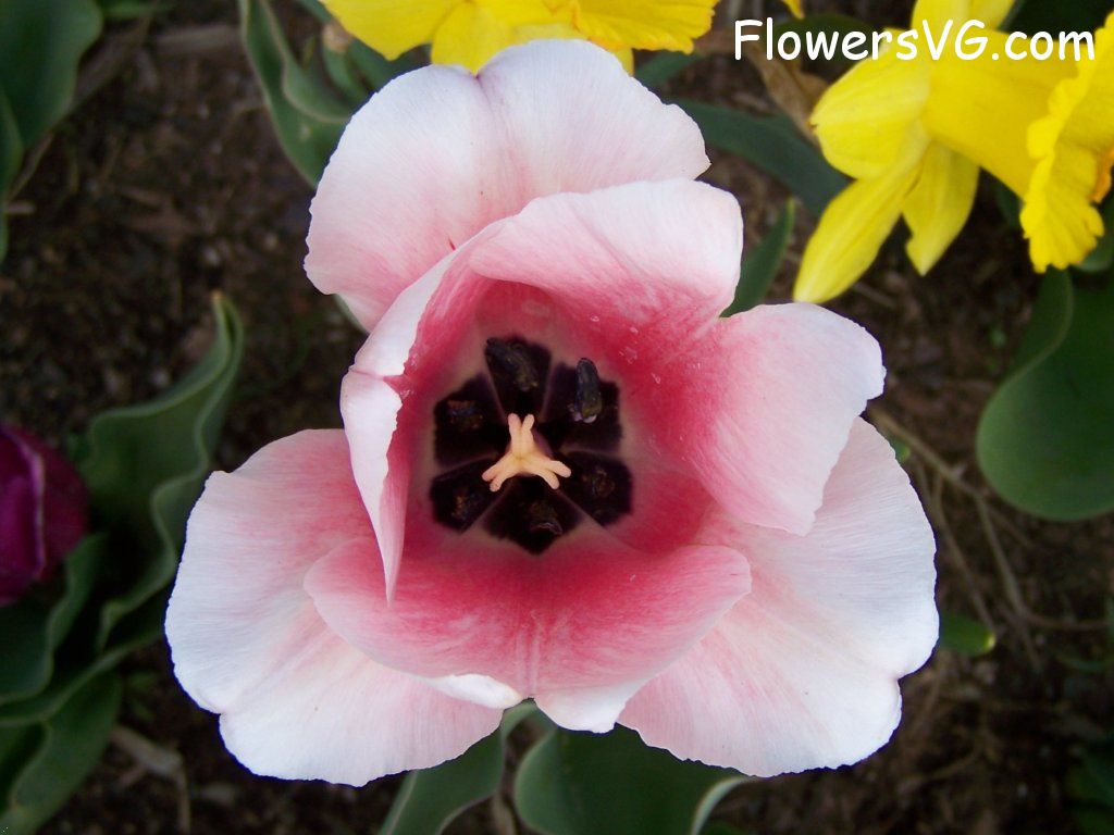 tulip flower Photo abflowers2558.jpg