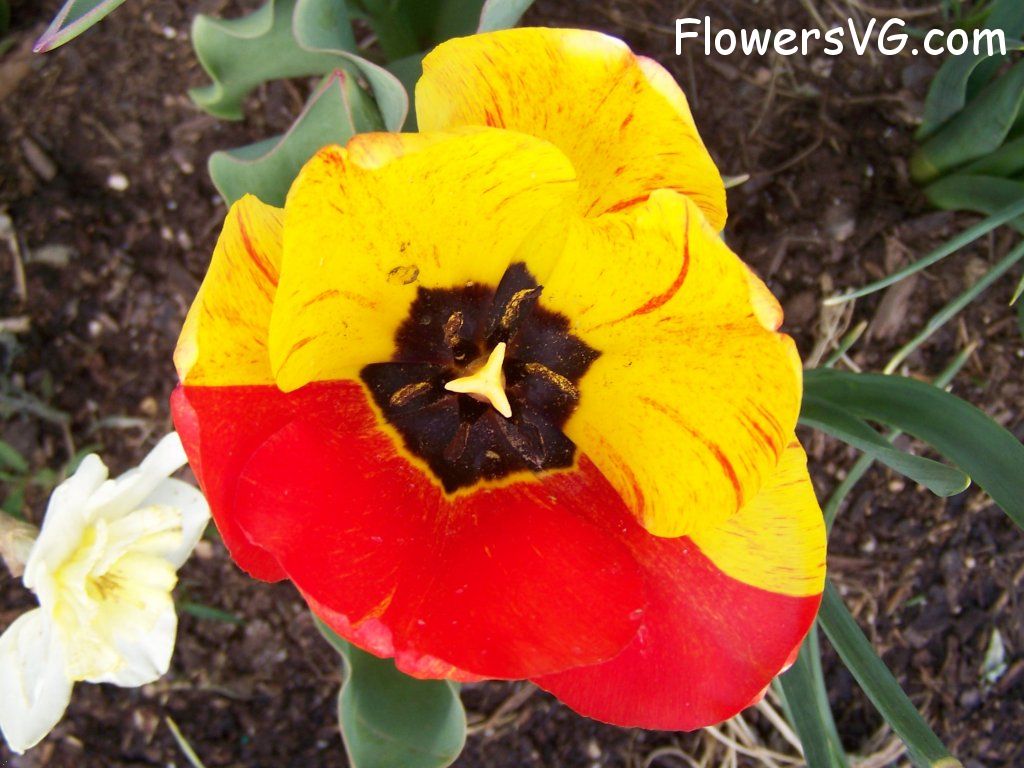 tulip flower Photo abflowers2561.jpg