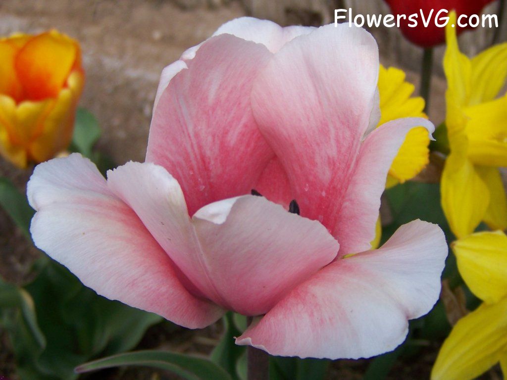 tulip flower Photo abflowers2564.jpg