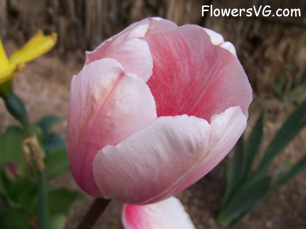 tulip flower Photo abflowers2565.jpg