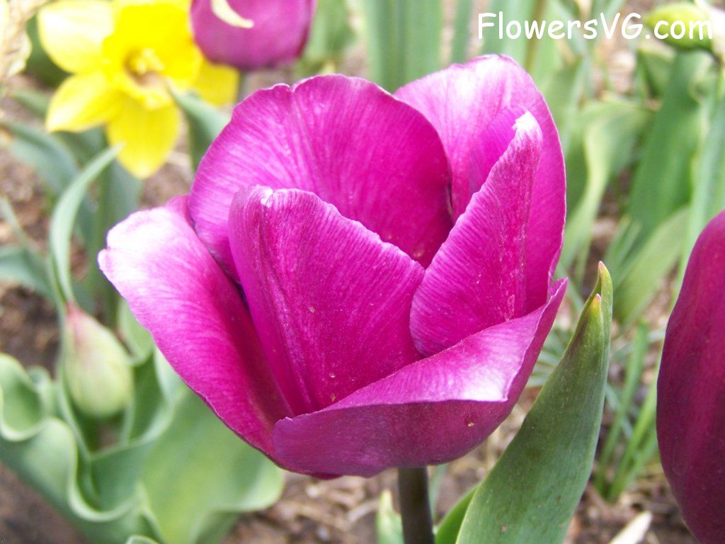 tulip flower Photo abflowers2566.jpg
