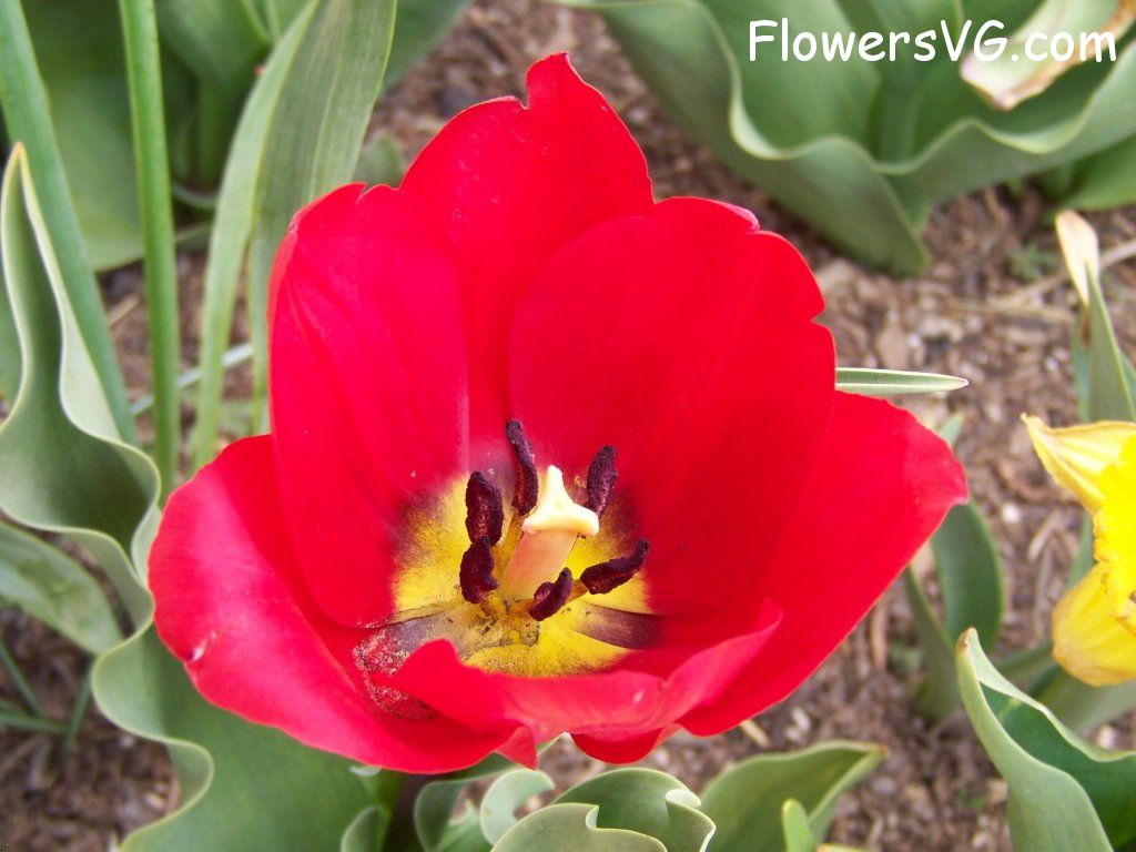tulip flower Photo abflowers2619.jpg