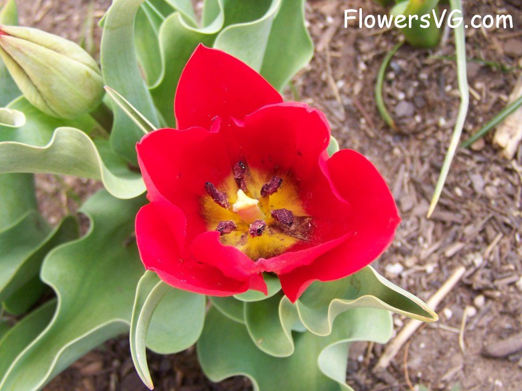 tulip flower Photo abflowers2626.jpg