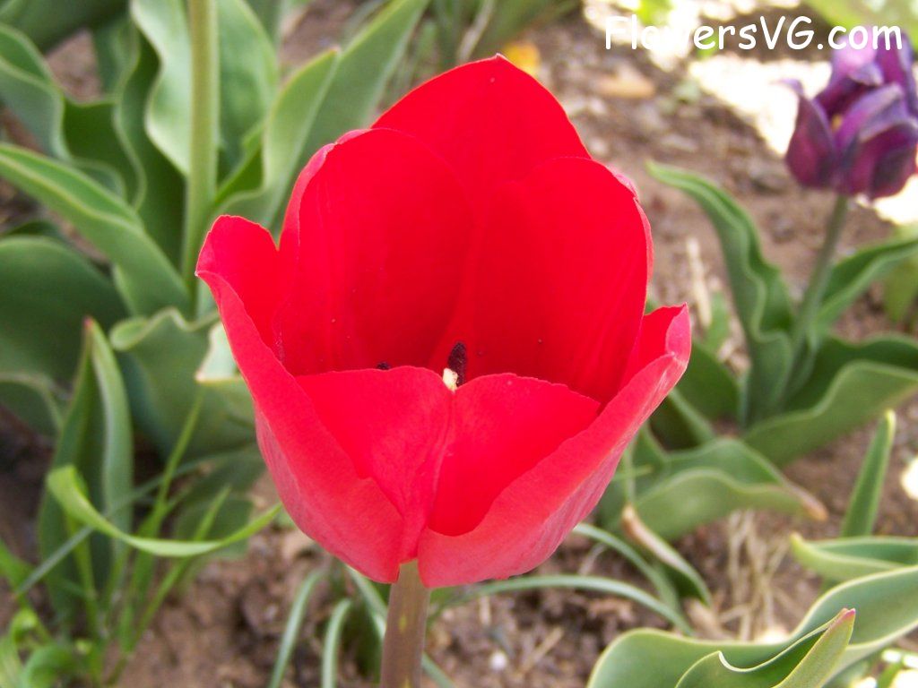 tulip flower Photo abflowers2628.jpg