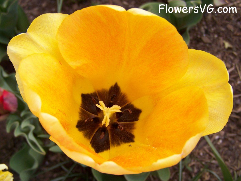 tulip flower Photo abflowers2629.jpg