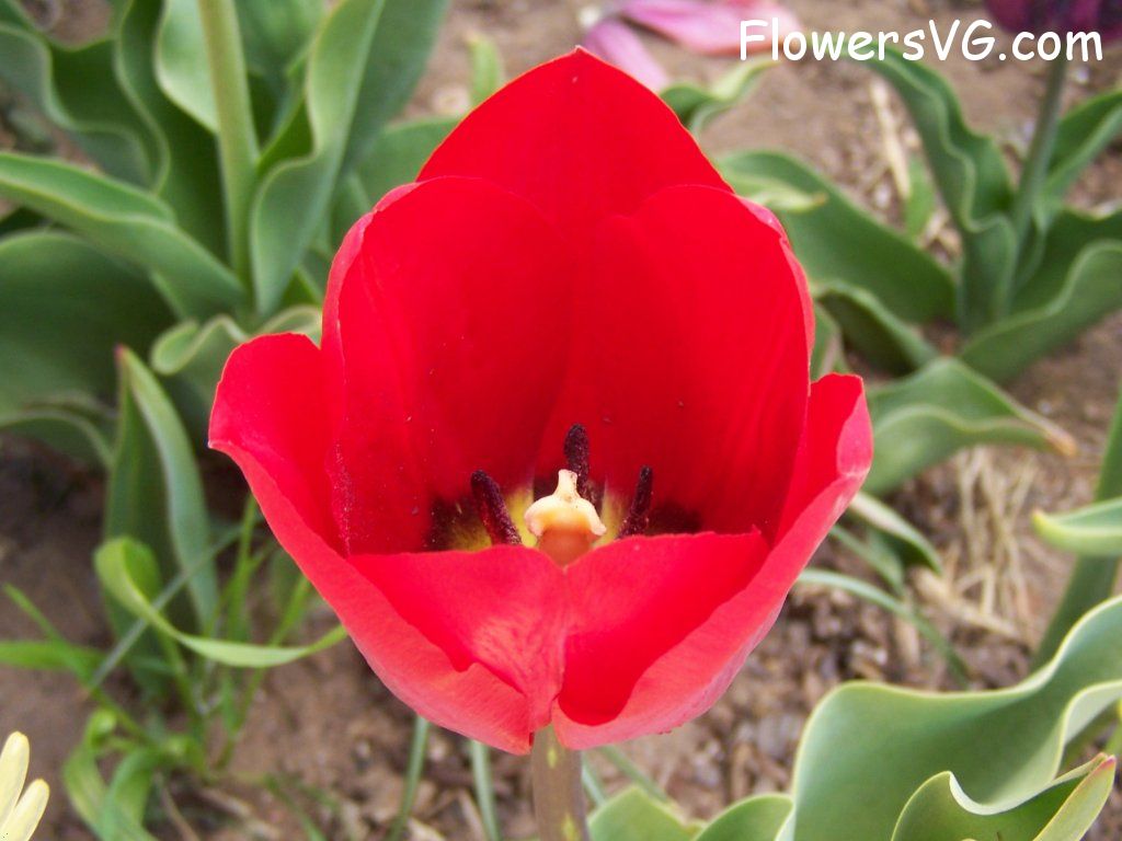 tulip flower Photo abflowers2630.jpg