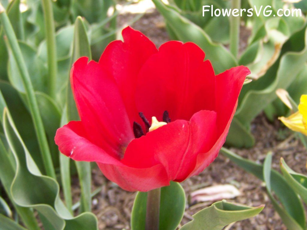 tulip flower Photo abflowers2632.jpg