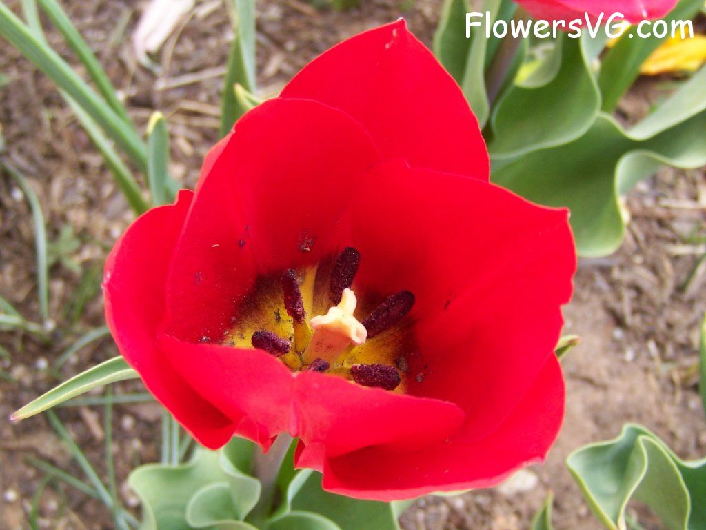 tulip flower Photo abflowers2635.jpg