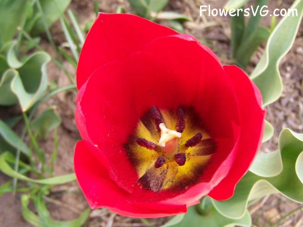 tulip flower Photo abflowers2636.jpg