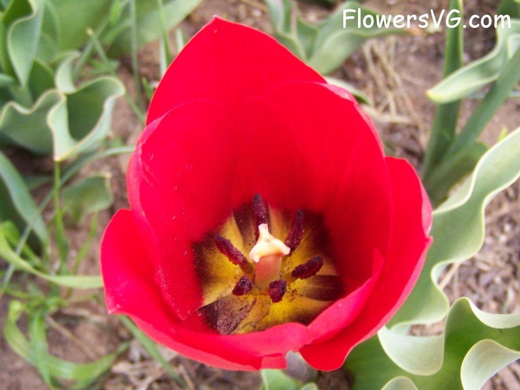 tulip flower Photo abflowers2637.jpg