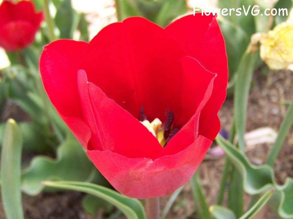 tulip flower Photo abflowers2641.jpg