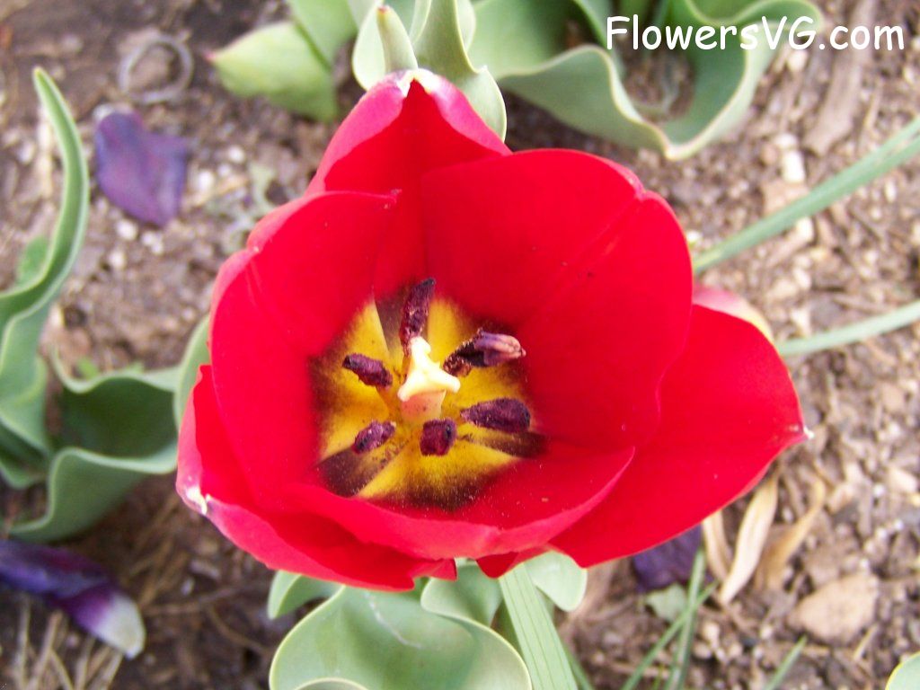 tulip flower Photo abflowers2642.jpg