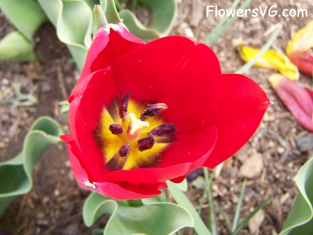 tulip flower Photo abflowers2643.jpg
