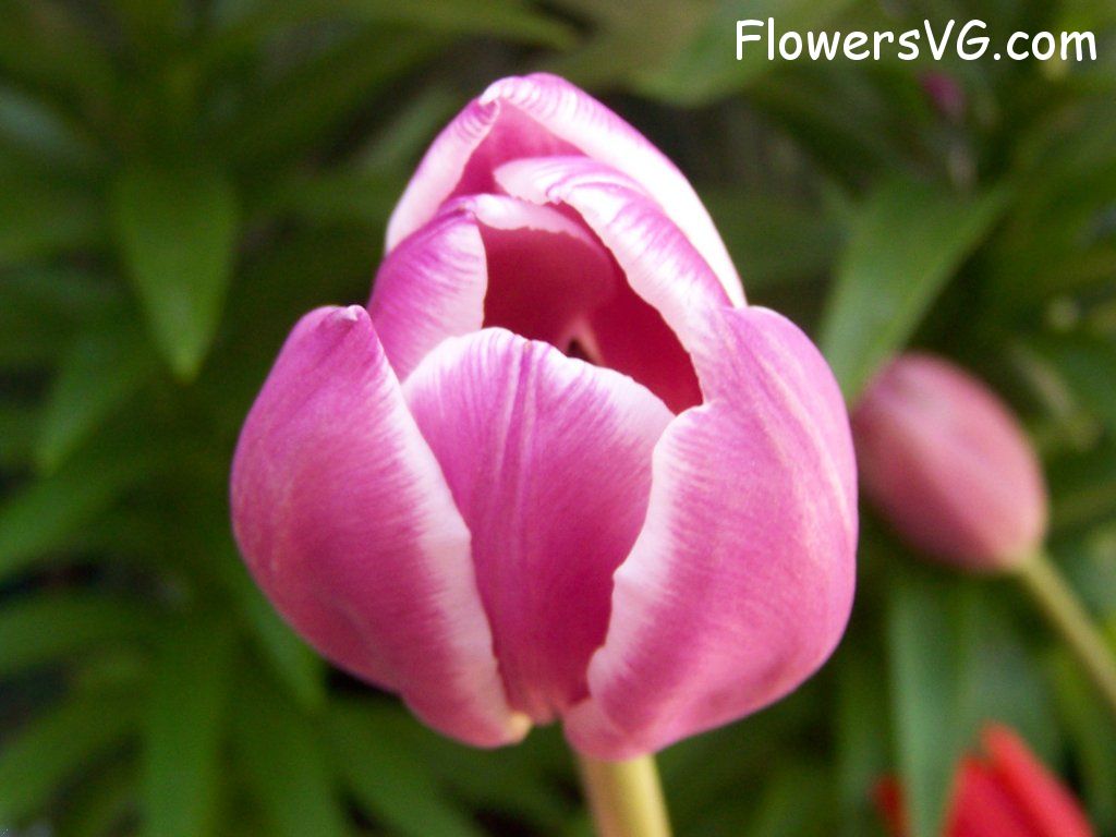 tulip flower Photo abflowers2652.jpg