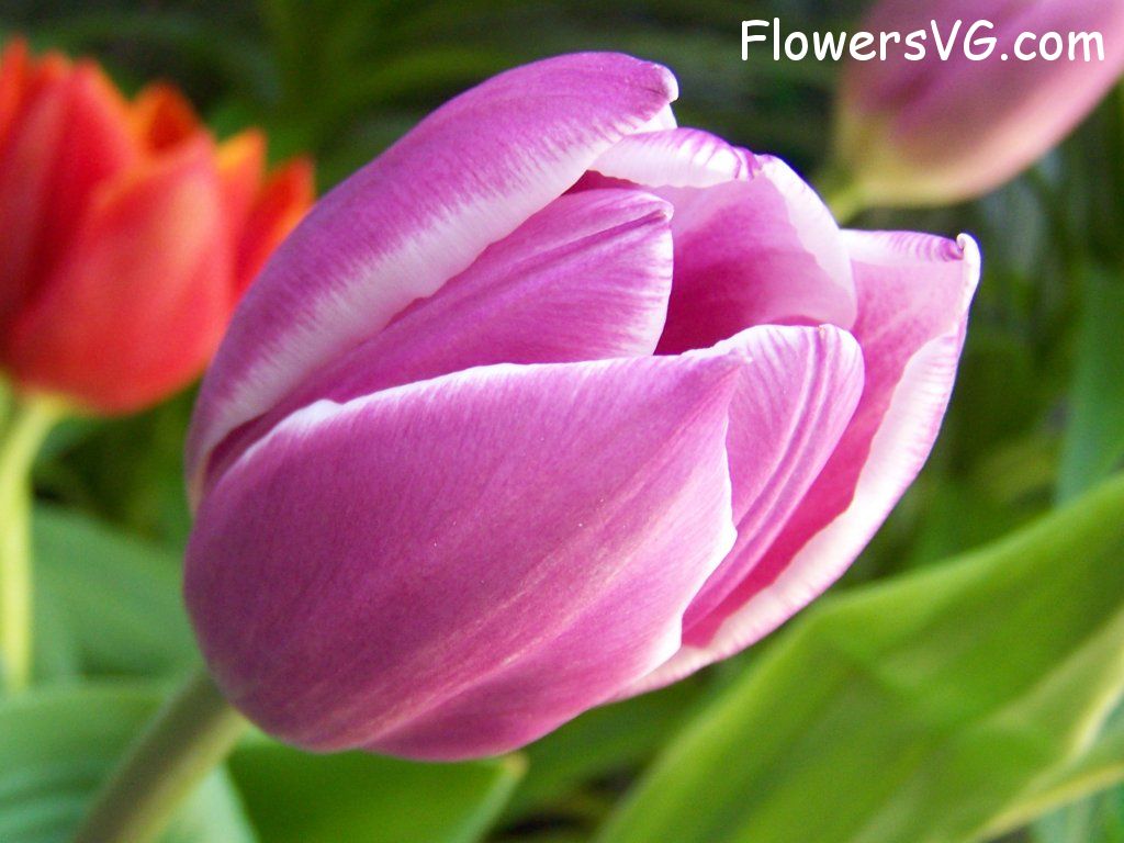tulip flower Photo abflowers2660.jpg