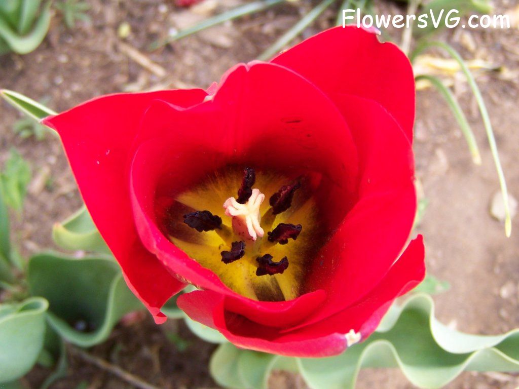 tulip flower Photo abflowers2674.jpg