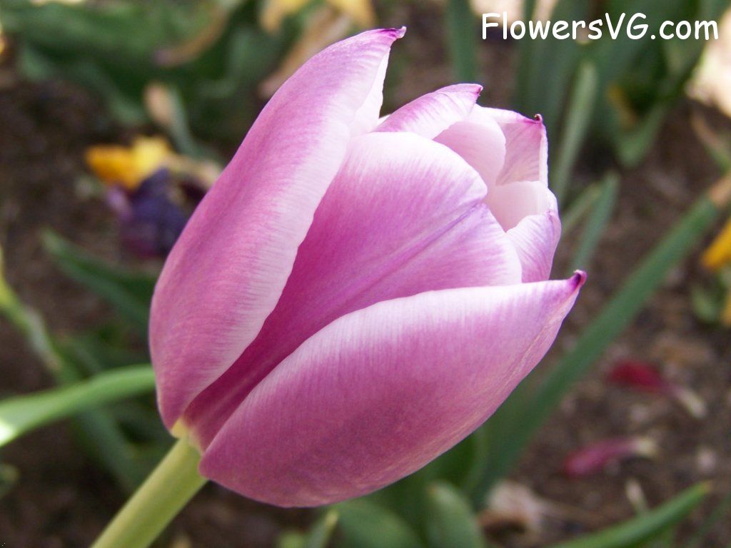 tulip flower Photo abflowers2677.jpg