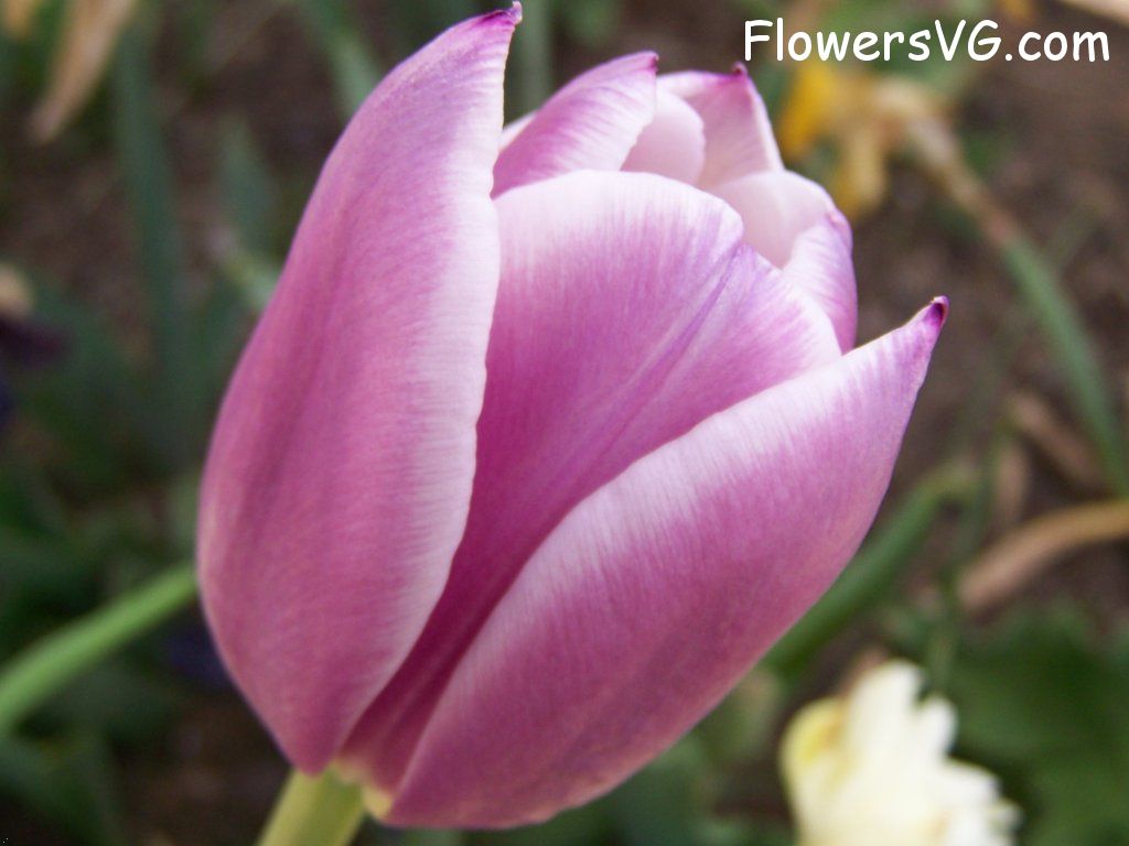 tulip flower Photo abflowers2678.jpg