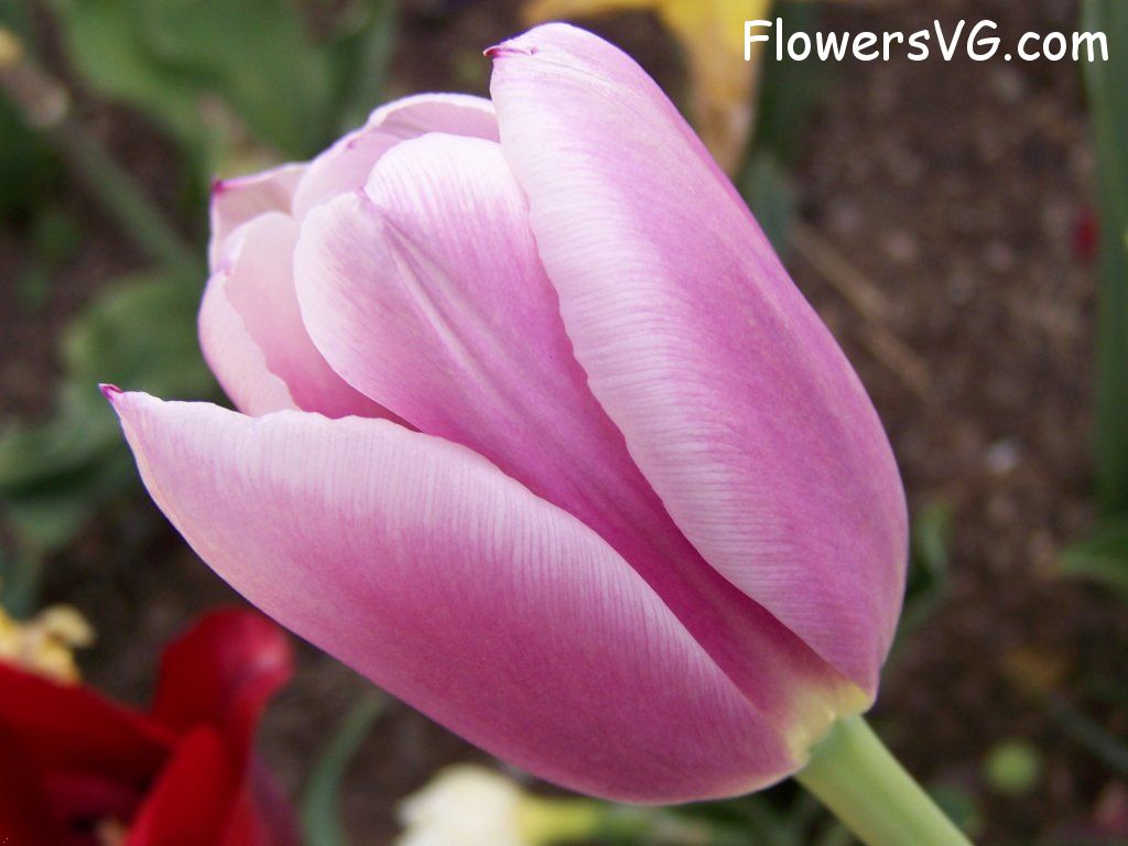 tulip flower Photo abflowers2679.jpg