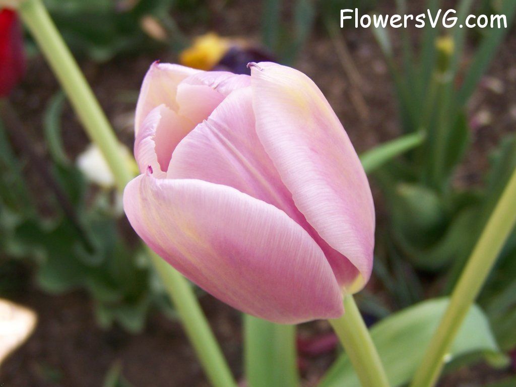 tulip flower Photo abflowers2682.jpg