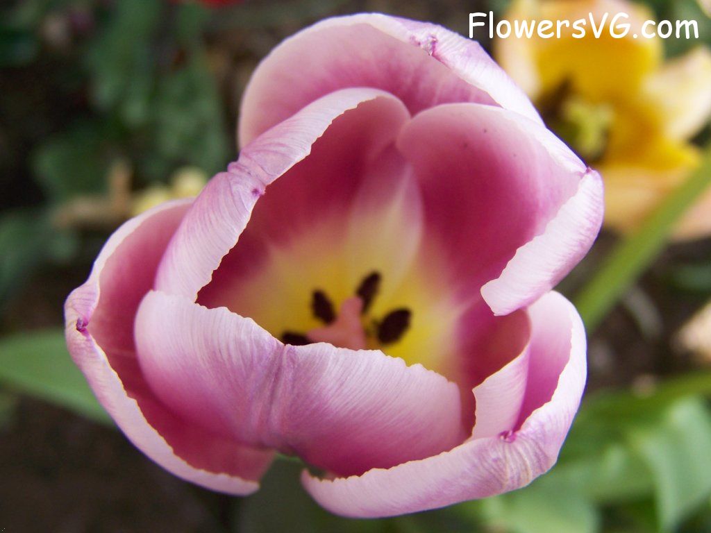 tulip flower Photo abflowers2683.jpg