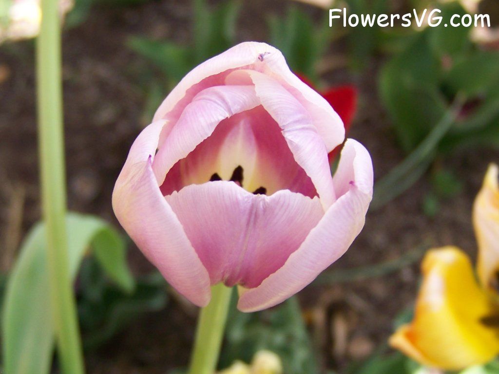 tulip flower Photo abflowers2685.jpg