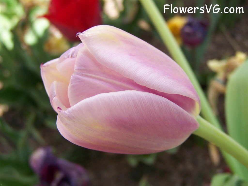 tulip flower Photo abflowers2688.jpg