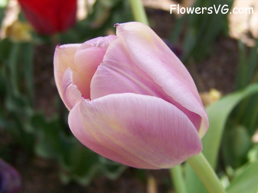 tulip flower Photo abflowers2689.jpg