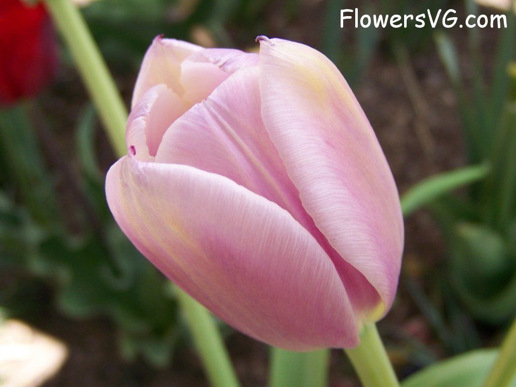 tulip flower Photo abflowers2692.jpg