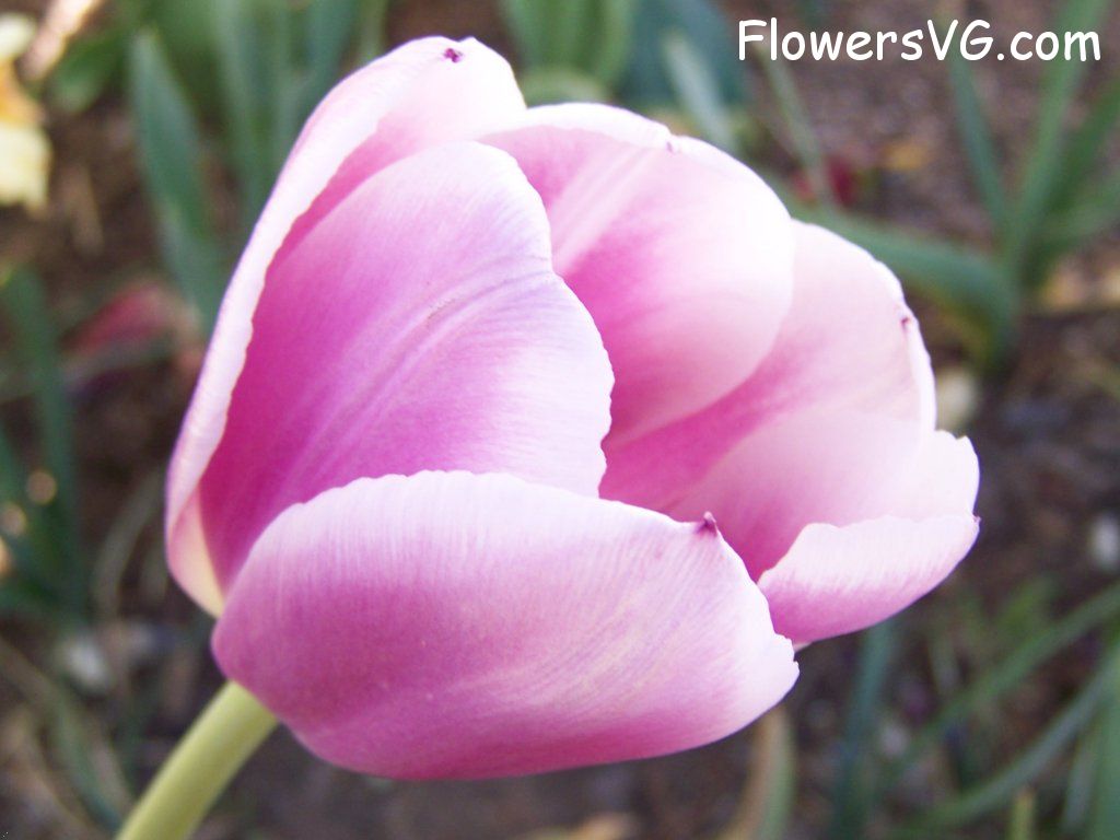tulip flower Photo abflowers2694.jpg