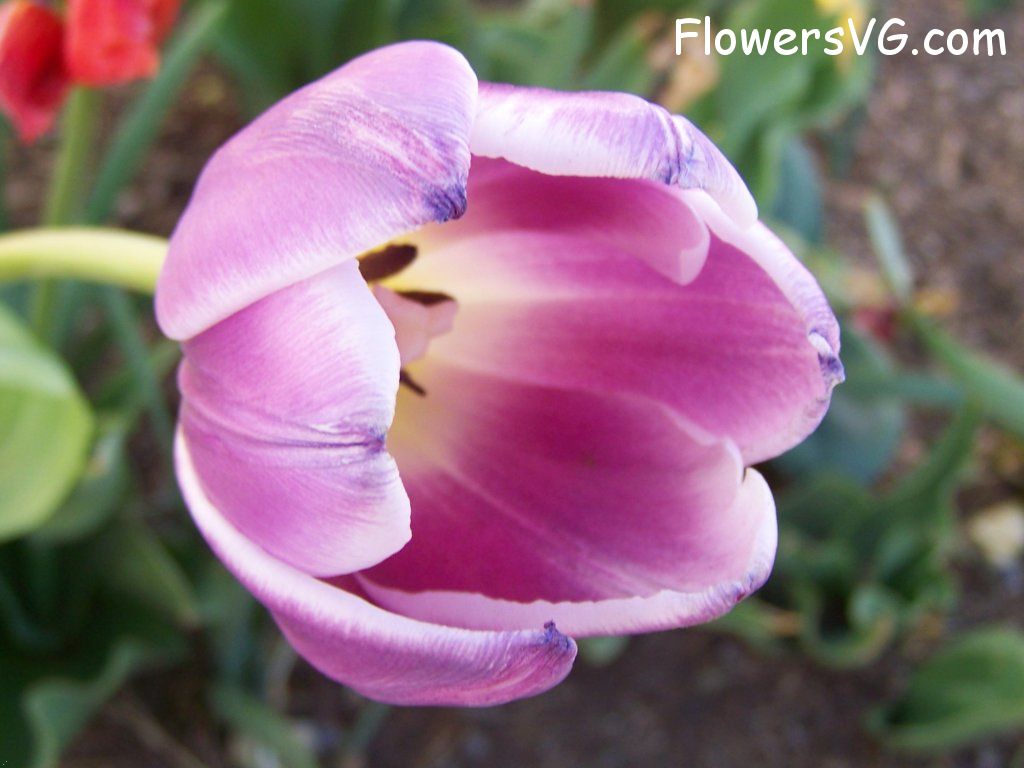 tulip flower Photo abflowers2698.jpg