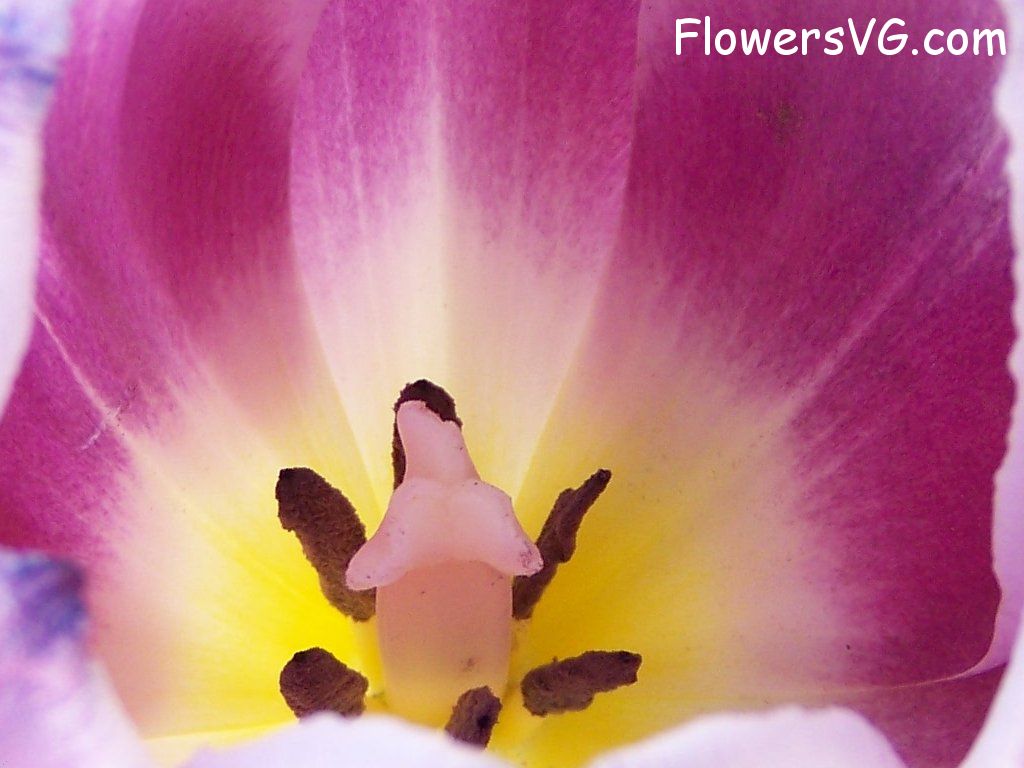 tulip flower Photo abflowers2700.jpg