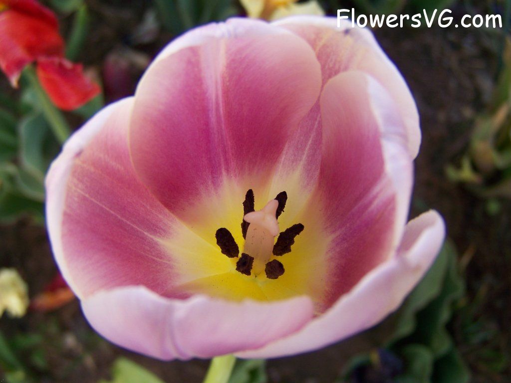 tulip flower Photo abflowers2705.jpg