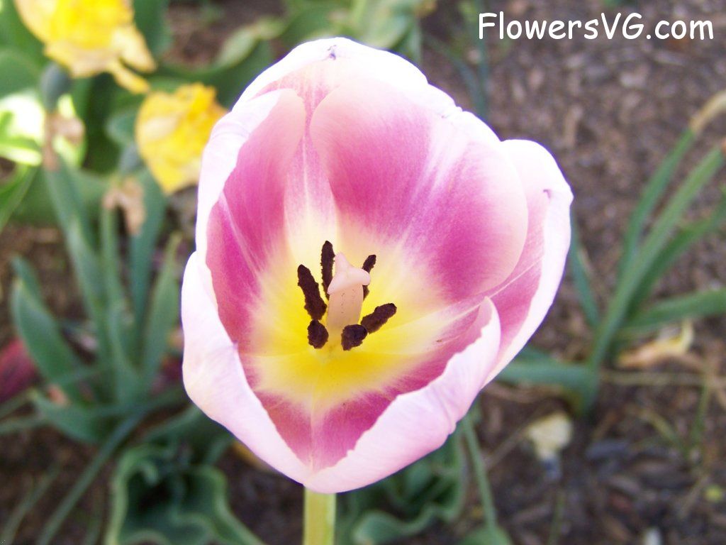 tulip flower Photo abflowers2709.jpg