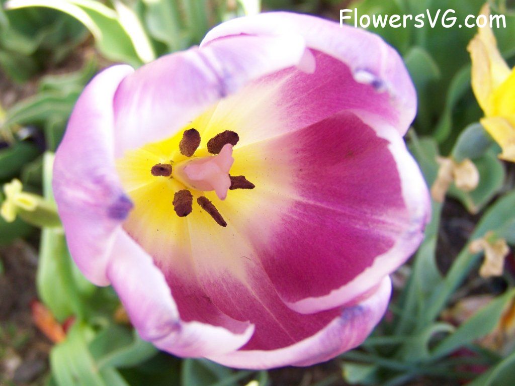 tulip flower Photo abflowers2711.jpg
