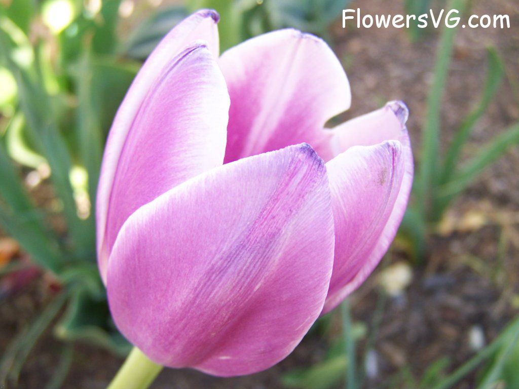 tulip flower Photo abflowers2712.jpg