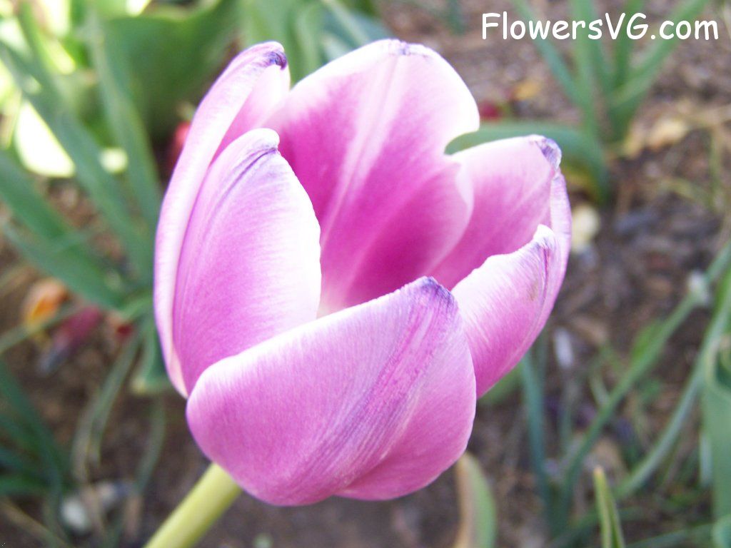tulip flower Photo abflowers2713.jpg